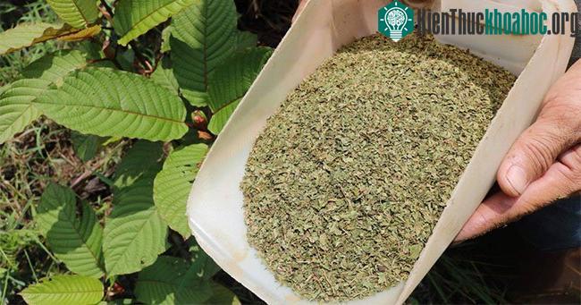 Lá Kratom khô sau khi xử lý.
