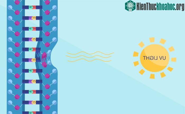 Có nhiều dạng sai sót trong ADN như các Nucleotide tạo nên ADN bị hư hại.