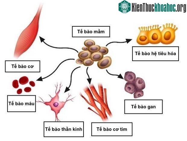 Một trong những bí ẩn lớn nhất đó là khả năng hình thành các khối u của cơ thể.