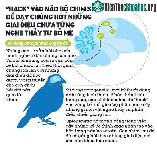Hack não chim sẻ