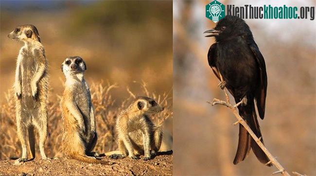 Chim Drongo là một trong những kẻ lừa bịp tài tình nhất thế giới động vật.