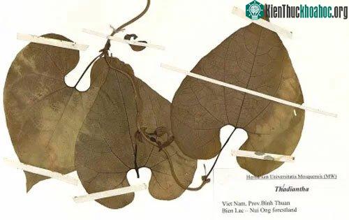 Mẫu lá mộc hương Bình Thuận. Ảnh: Bảo tàng thiên nhiên Việt Nam