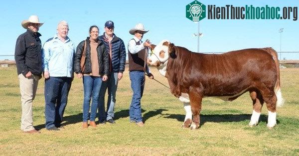 Chú bò Simmental này&nbsp;là một giống bò thịt có xuất xứ từ phía Tây Thụy Sĩ