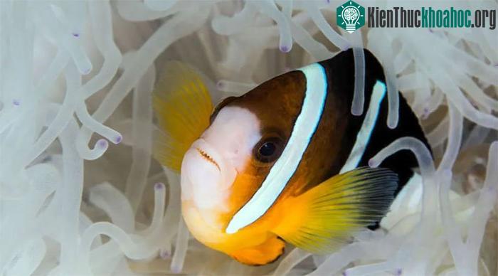 Cá hề có khả năng đặc biệt đó là nhìn thấy tia cực tím.
