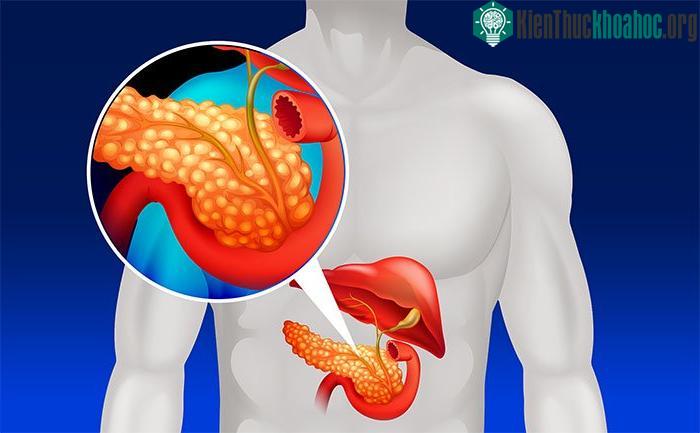 Tuyến tụy nằm ở phía sau dạ dày, hỗ trợ tiêu hóa bằng cách tiết ra chất dịch đặc biệt.