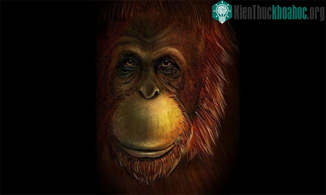 Hình dáng phục dựng của Gigantopithecus blacki.