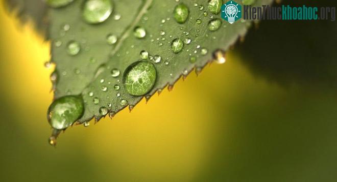 Loại lá nhân tạo này có thể biến CO 2 thành nhiên liệu.