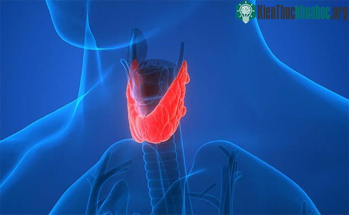 Tuyến giáp đảm bảo cho toàn bộ tế bào trong cơ thể được hoạt động bình thường.