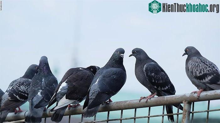 Phát hiện đáng sợ: Ngón chân chim bồ câu biến dạng ở đô thị ảnh 0