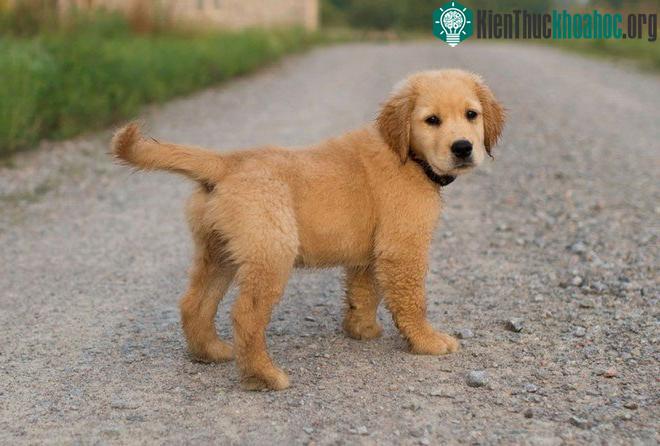 Huấn luyện chó bằng cách tặng phần thưởng khi chúng là đúng mang lại hiệu quả cao hơn. (Ảnh: BGR).