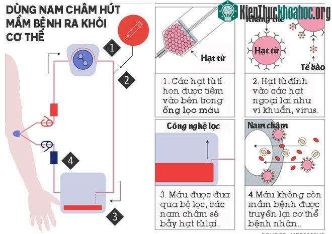 Dùng nam châm hút mầm bệnh ra khỏi cơ thể