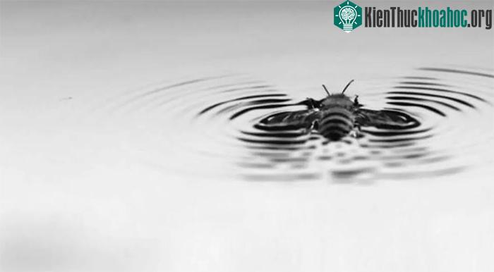 Phát hiện khả năng đặc biệt của loài ong có thể tự cứu mình khỏi chết đuối ảnh 0