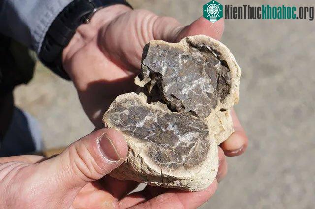 Bức màn bí ẩn sau khi khủng long tuyệt diệt đang dần được hé lộ.