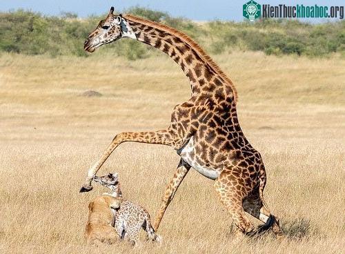 Thay vì đá trúng sư tử cái, hươu cao cổ mẹ lại bất cẩn để con nó trúng đòn.