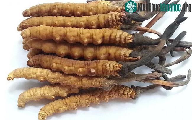 Đông trùng hạ thảo là hình thái cuối cùng của một loài côn trùng bị ăn mòn bởi một loại nấm.