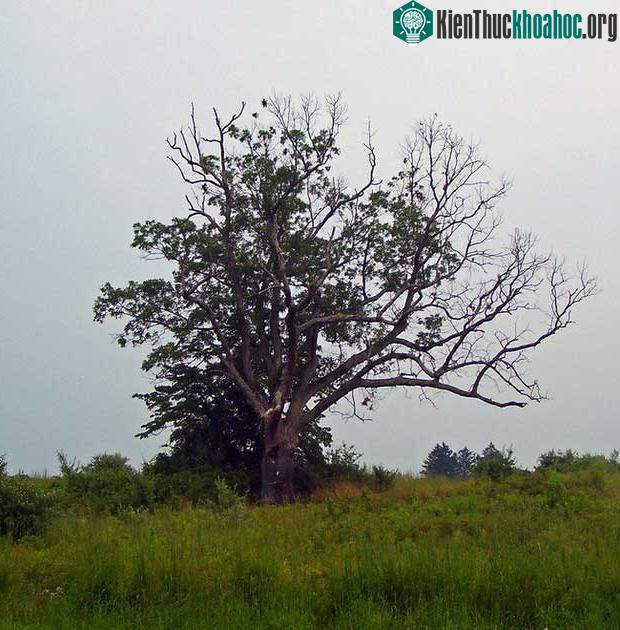 Người dân địa phương lúc nào cũng cảm nhận được luồng không khí u ám đến kì lạ mỗi khi đi ngang đây.