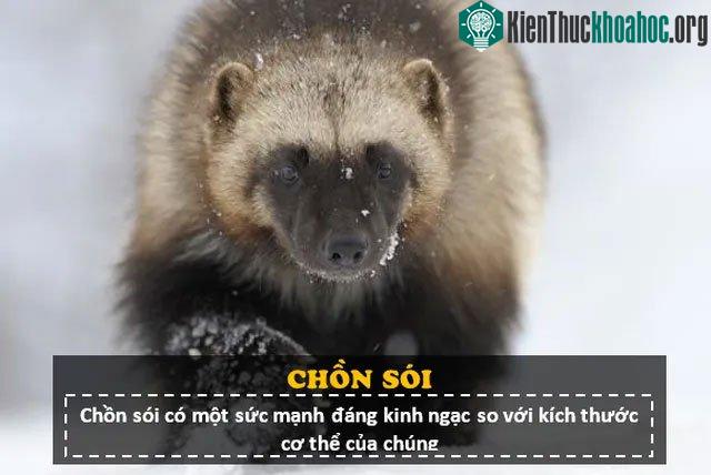 Loài động vật này sở hữu một thân hình chắc nịch, cuồn cuộn cơ bắp