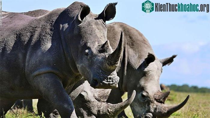 Nhiều người tin rằng sừng tê giác có thể chữa được nhiều loại bệnh, đặc biệt là ung thư