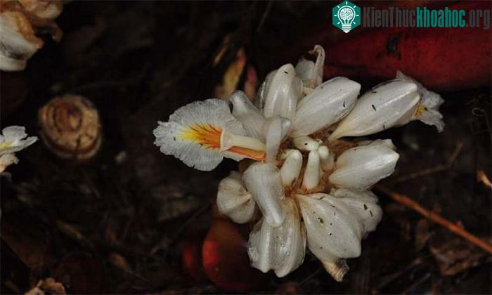 Hoa của loài Amomum ampliflorum.