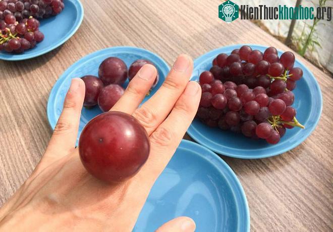 Mỗi quả nho Ruby Roman đều có vị ngon ngọt khó tả.
