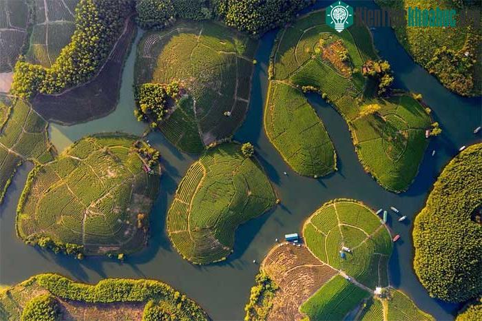 Những đồi chè trên một hồ thủy lợi ở vùng biên giới giữa Việt Nam và Lào.