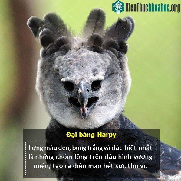 Về đặc điểm ngoại hình, đại bàng Harpy có lưng màu đen, bụng trắng và đặc biệt nhất là chúng có những chỏm lông trên đầu hình vương miện, tạo ra diện mạo hết sức thú vị.