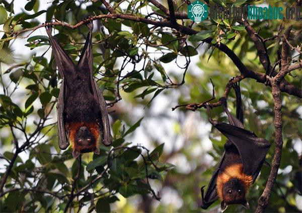 Việc treo ngược thân mình giúp dơi nhanh chóng tẩu thoát khi có nguy hiểm.