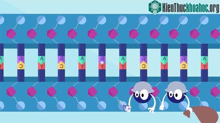 Những thay đổi trên ADN không phải lúc nào cũng xấu.