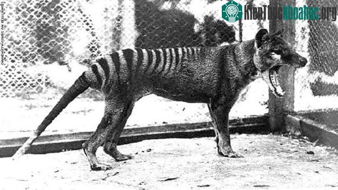 Con hổ Tasmania cuối cùng bị nuôi nhốt và chết trong sở thú Hobart vào ngày 7/9/1936. (Ảnh: CNN).