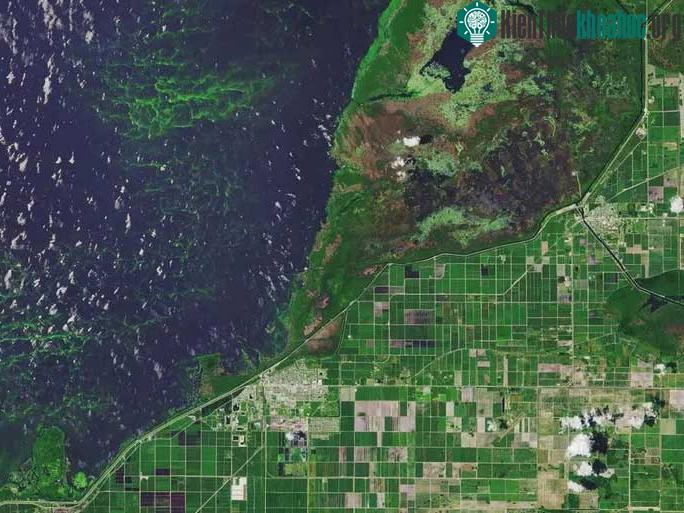 Hồ Okeechobee ở Florida (Mỹ) cũng ánh lên sắc màu xanh lá cây sáng