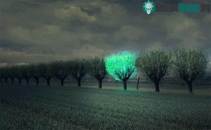 Trồng dọc đường cao tốc, những cây này có thể thắp sáng đường chỉ bằng khí ôxi và những nguồn tài nguyên sạch khác.