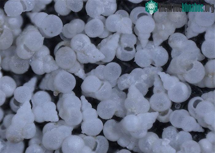 Vỏ Foram, hiển thị ở độ phóng đại 8 lần, được thu thập trong các hang động Geulhemmerberg ở Hà Lan. Chúng cung cấp manh mối về mức axit đại dương sau khi tiểu hành tinh rơi xuống. (Ảnh: Michael J. ...