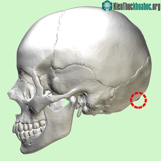 Các mấu xương này có kết cấu giống như những chiếc sừng, dù không phải sừng.