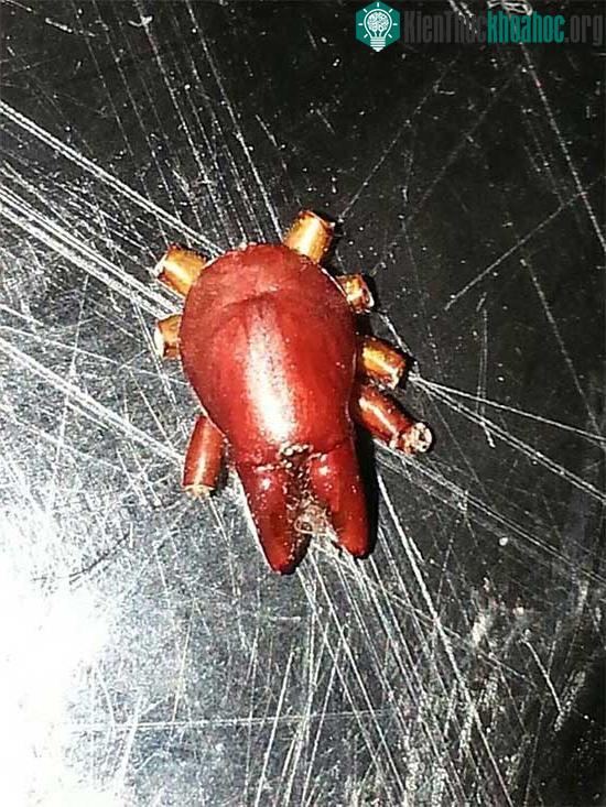 Đây là Dysdera crocata, một loại nhện ăn gỗ.