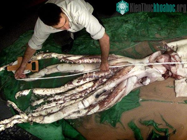 Con mực dài nhất từng đo được có chiều dài hơn 13 m