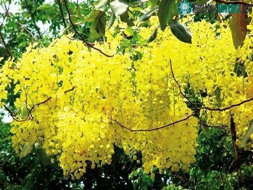 Hoa Ratchaphruek cũng tượng trưng cho sự đoàn kết và hòa hợp của người Thái.