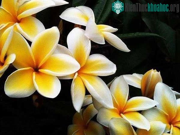 Quốc hoa biểu tượng của đất nước triệu voi là hoa sứ.