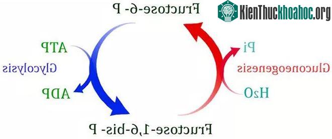 Chu kỳ vô ích ở côn trùng.