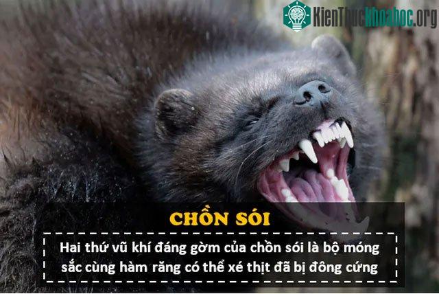 Đặc điểm nổi bật tiếp theo của chồn sói chính là bản tính cực kì hung hăng
