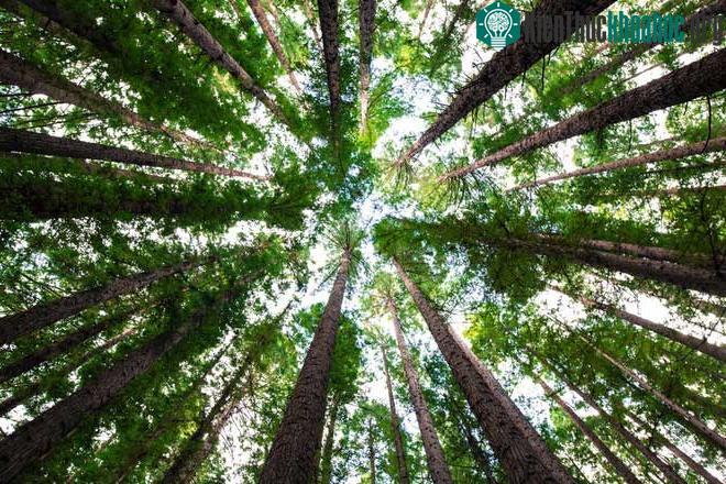 Cây có thể giúp giảm lượng carbon trong không khí.