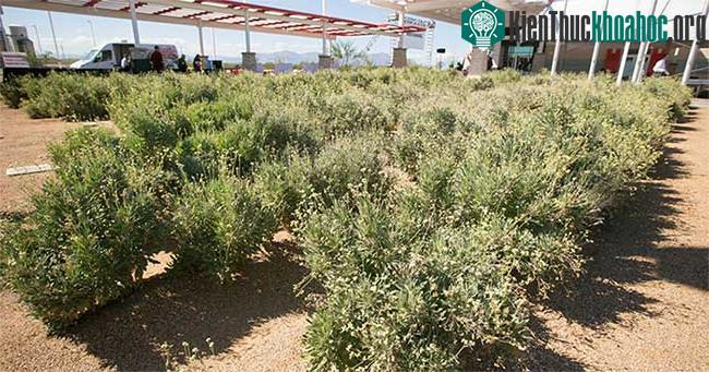 Cây bụi Guayule.