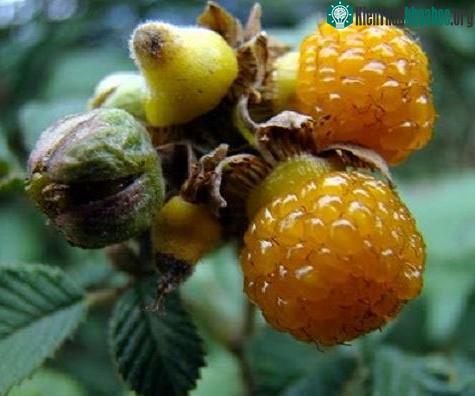 Yellow Himalayan Raspberry