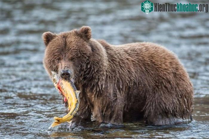 Một con gấu xám ngọam chặt một con cá hồi mới bắt được ở Yukon của Canada.
