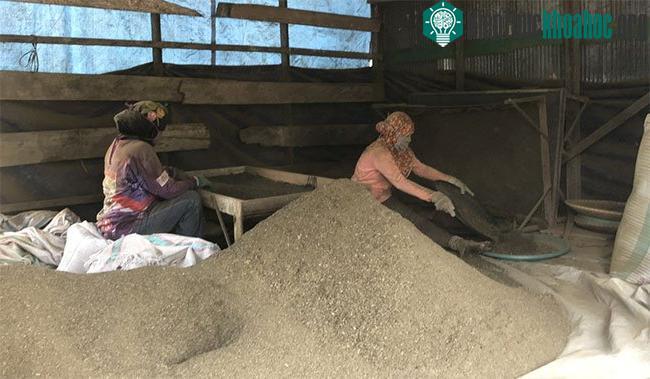 Hai người phụ nữ sàng lọc lá Kratom ở làng Tuana Tuha ở Đông Kalimantan