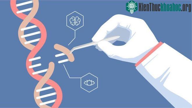 Nghiên cứu dự đoán hai bé gái chỉnh sửa gene sẽ chết sớm vừa bị rút lại, kết quả không đáng tin cậy ảnh 2