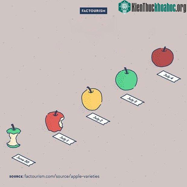 Có rất nhiều loại táo trên thế giới