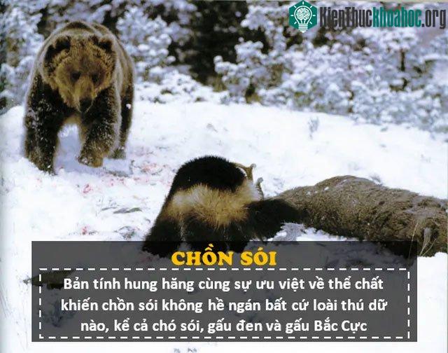 Con mồi chủ yếu của chồn sói là các động vật có vú như: nhím, sóc, hải ly...
