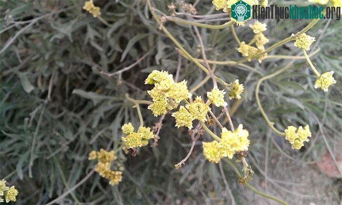 Đây là loại cây thuộc họ cúc và nó có họ hàng gần gũi là cây ký ninh.