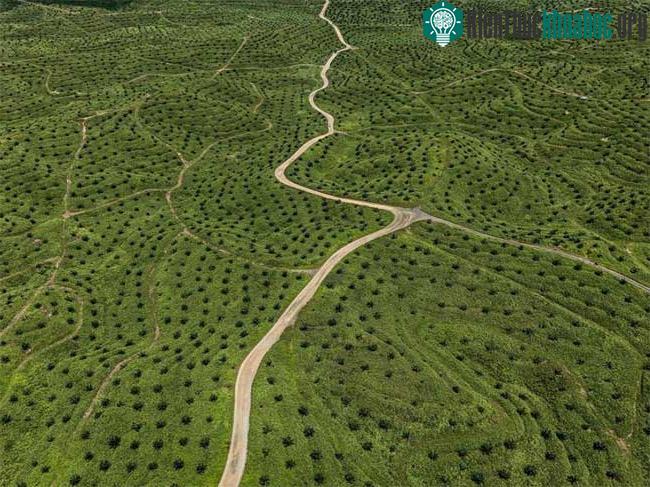 Những con đường ngoằn nghèo chạy qua một điền trang trồng dầu cọ trên đảo Borneo, Malaysia.