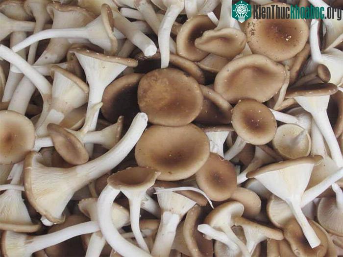Nấm cũng rất dễ bị hư thối nên sử dụng càng tươi càng tốt.&nbsp;